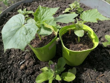 Сравнение огурцов: рассадный метод против семенного