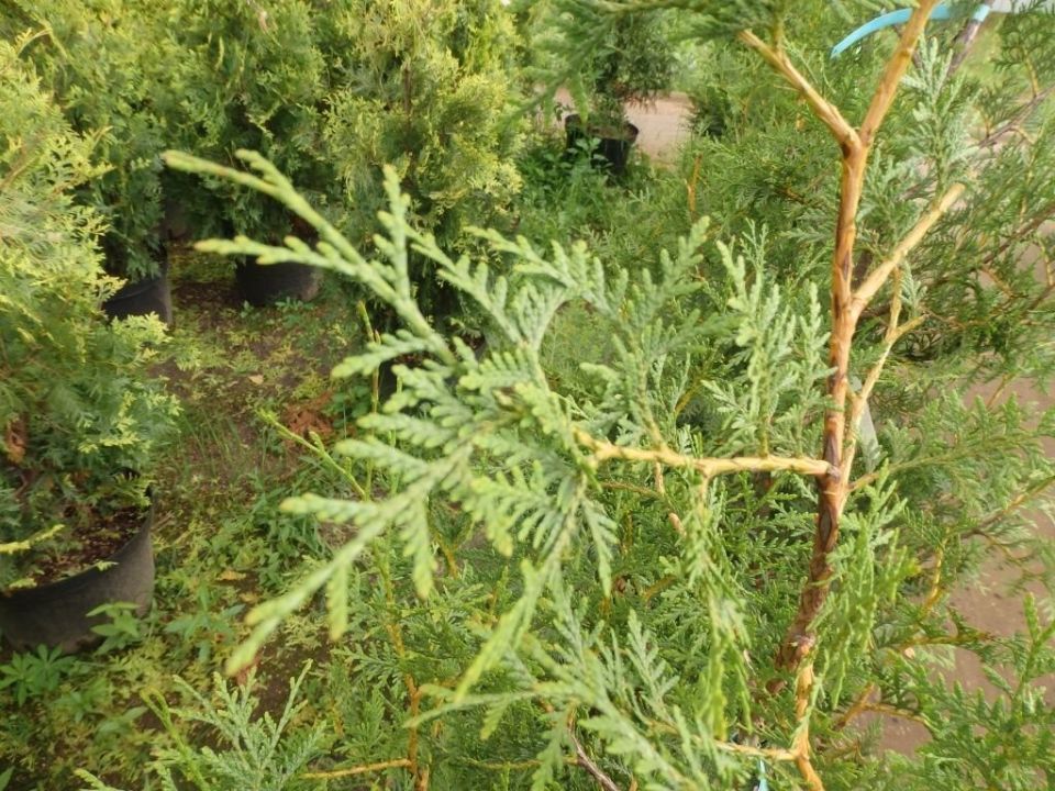 ������������ ������� �����