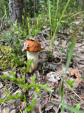 Локальные продукты: как фермеры меняют наше меню