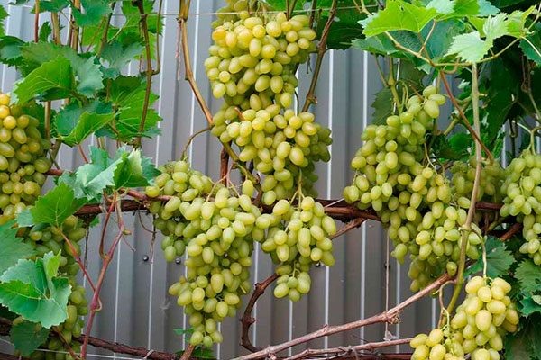 Сортовые качества винограда Аркадия и его особенности посадки