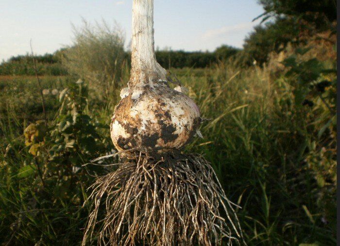 ��� ��������� ������� ������: ������ ������ �� ��������� � ����