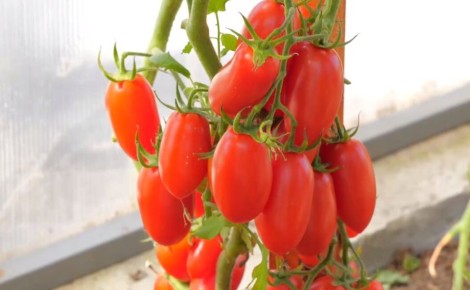 �������� �������: 4 �����, ������� ������� ��� ������