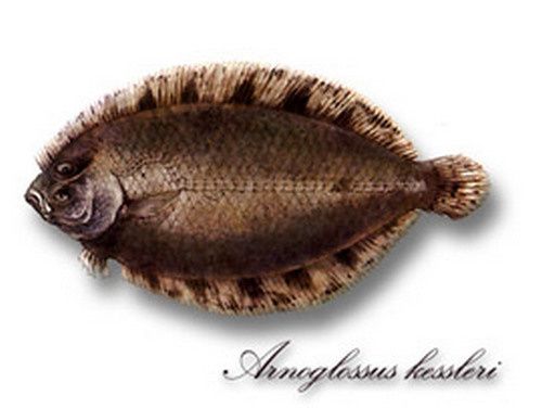 ��������� �������� (Arnoglossus kessleri Schmidt, 1915)