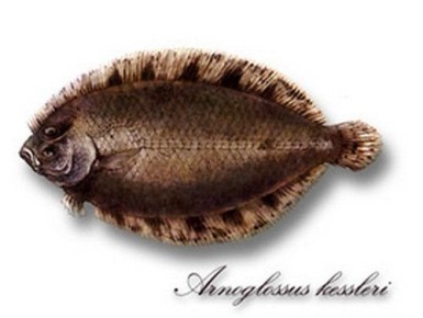 ��������� �������� (Arnoglossus kessleri Schmidt, 1915)