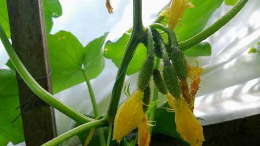 ��� ��������� �������� ������: ������� ����� � ���������