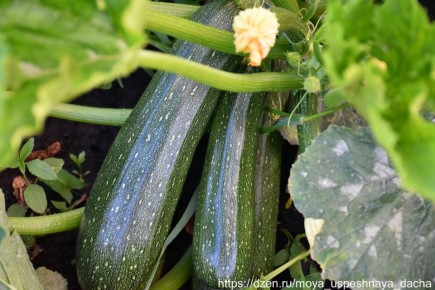 �� �������, ��� ����� ������ � �������� ����� �������� ������� �����������? � ��� � ���!