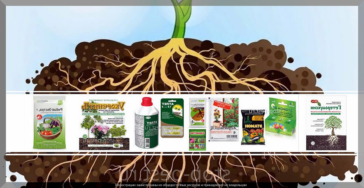 Как простые растения могут сделать вашу рассаду сильнее и здоровее