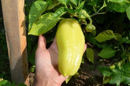 ��� �������� ���������� ����� � �������: ��� ������� ��������