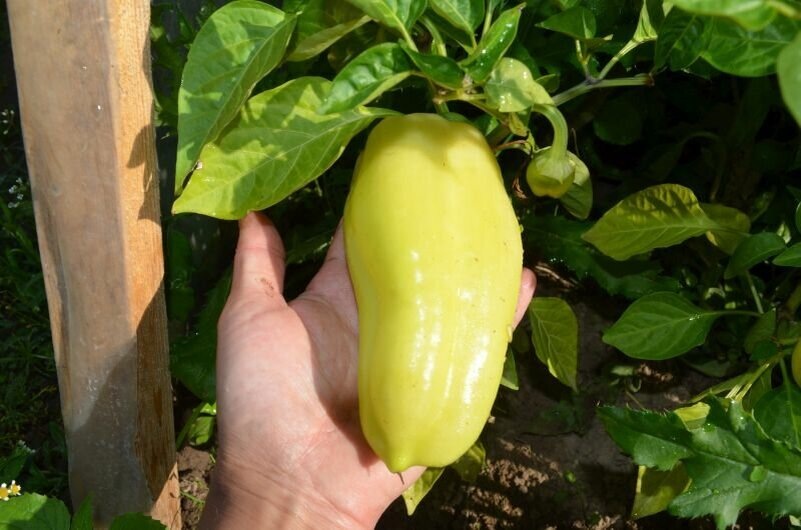 Как ускорить созревание перца в августе: две простые хитрости