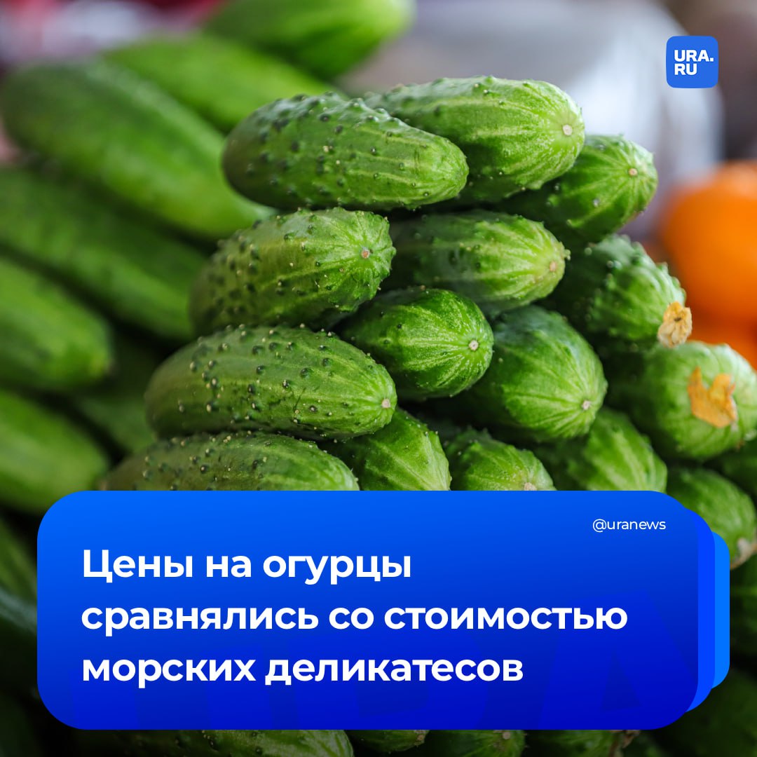 «Огурцы по цене креветок»: стоимость килограмма свежих овощей в ХМАО в отдельных магазинах почти сравнялась с ценами на морепродукты, рассказали URA.RU сами покупатели