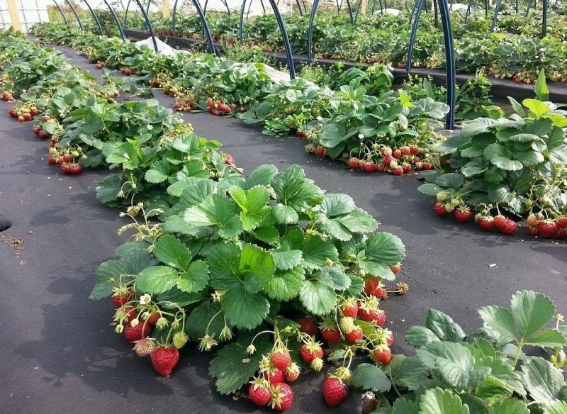 ��� ���������� �������� ����� �������� ��� �������� ������