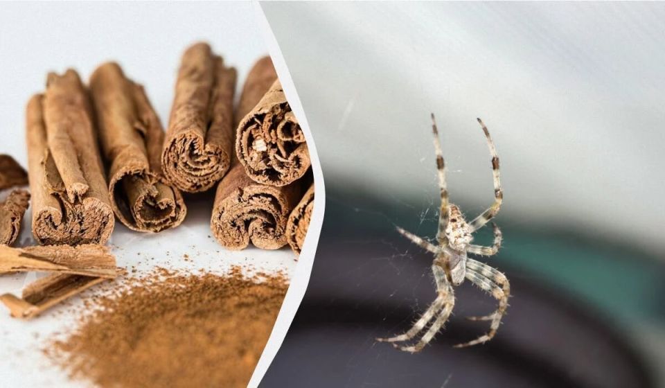 ��� �������� ��� �� ������ � ������� ������ � ��������