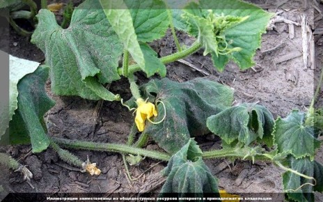 ������ ��� ����������� �������: ������� ��������� �����