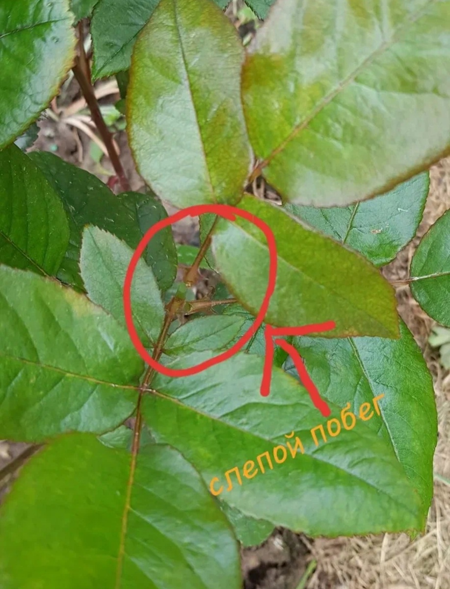 Уход за розами: советы по поливу, подкормке и борьбе с болезнями