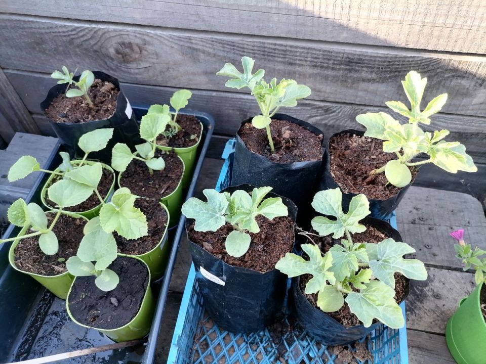 ����� � ��� ����� ������� �������, �������, ���� � ��������