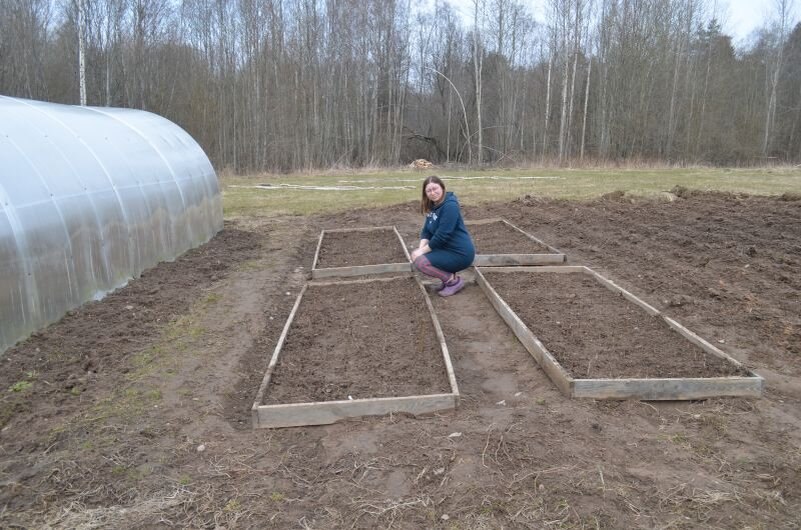 Как ухаживать за чесноком с наступлением весны