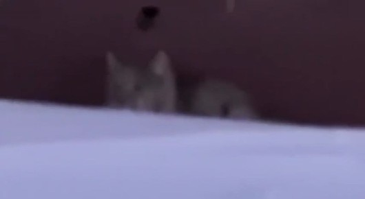 ���� ����� �������� ���� �������� � �������