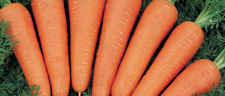 Как вырастить тонну моркови с сотки: секреты успешного огорода