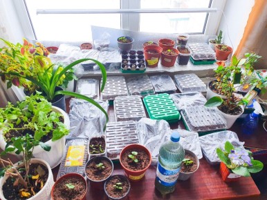 ����� ������� �� ������: ������, ������� ������� ��������� ��������