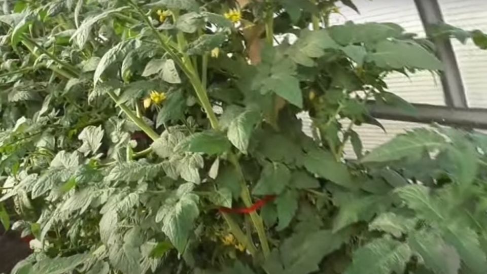 �������� �����: ������������ � ���������� ����� ������