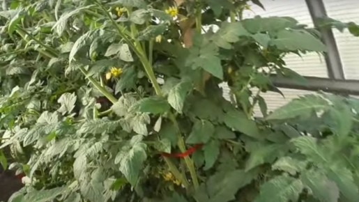 Томатные гномы: преимущества и недостатки новых сортов