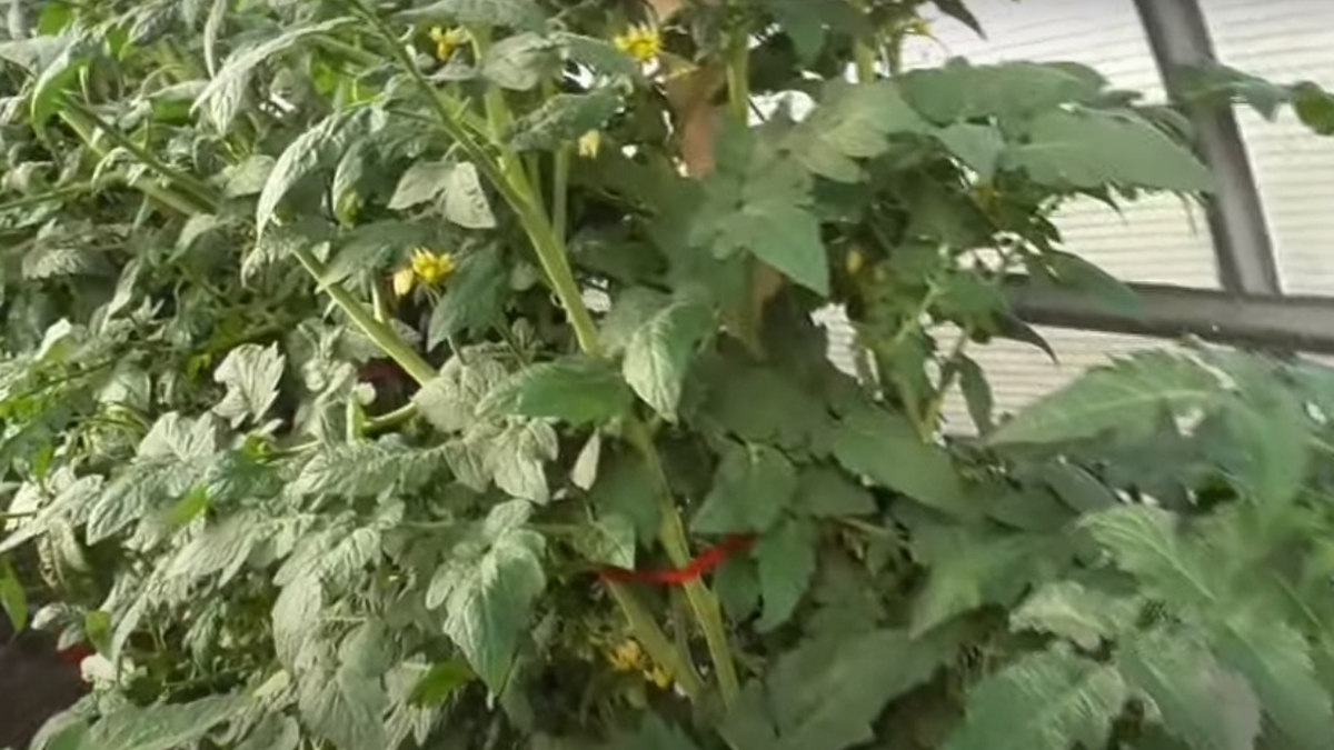 Томатные гномы: преимущества и недостатки новых сортов