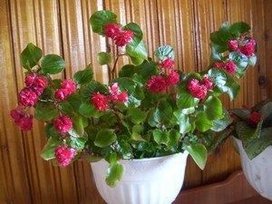 ��� ��������� �� ���������: ������������ ����� � ������� ��������� �����