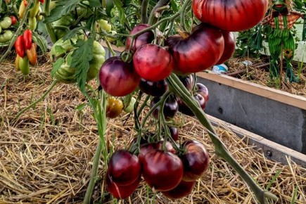 Сибирский тигр розовый: томат с уникальным вкусом и привлекательным внешним видом