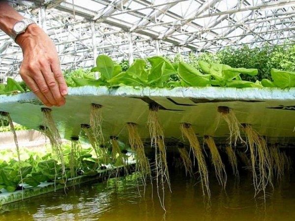 ������������� ���������� ����� ��� ��������� ��������