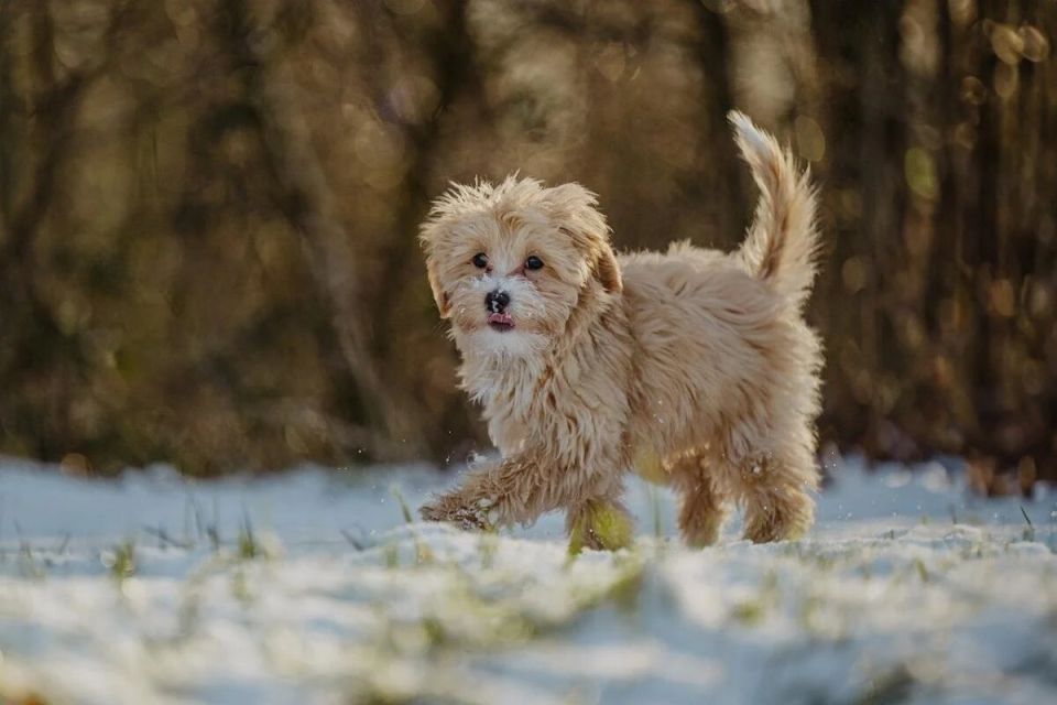 ��� ������� ������ �������� ��������: ������ ��������