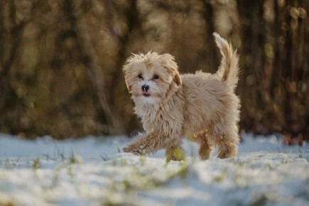 Как обучить собаку основным командам: советы кинолога