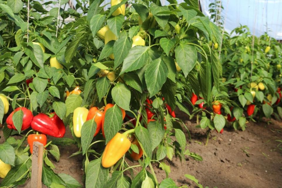 ��� ��������� �����: ������ �������� ������ ��� �������� ������