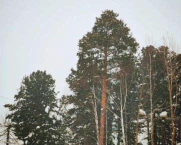 ��������� ��������� �������� ������