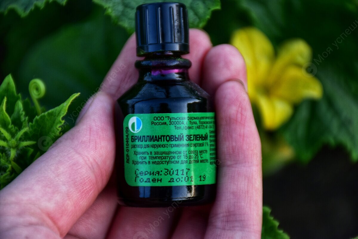 Как йод и зеленка помогают огурцам: секреты защиты от болезней