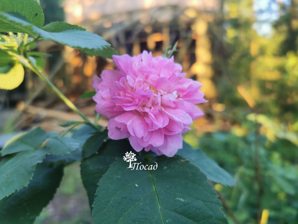 ��� ��������� ���� ���������� ��� ������ � �������� ���