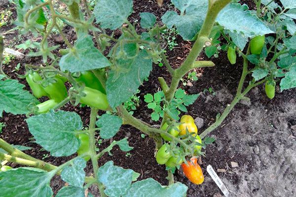 ������������ ���������: ��� ��������� ������ ����� ������ ����