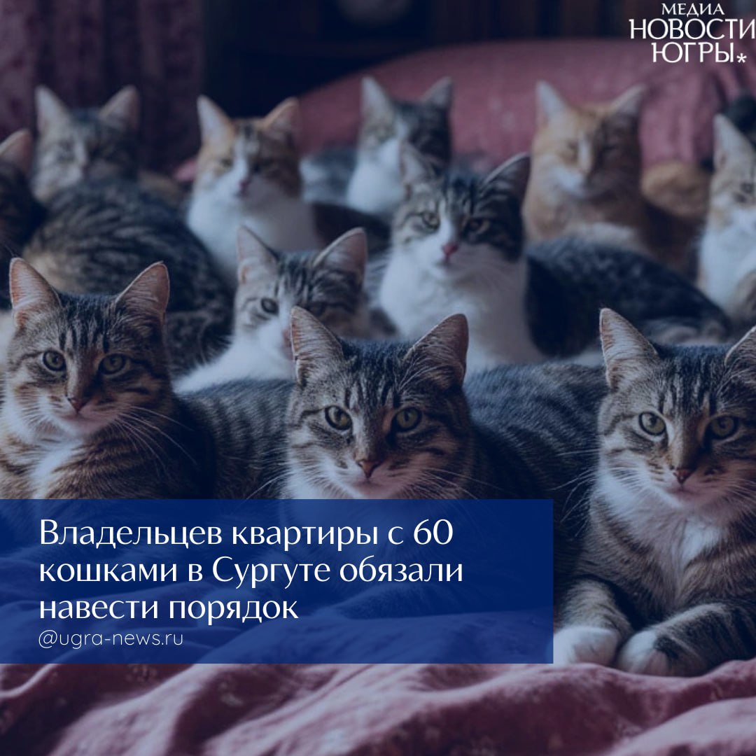 Суд Сургута решил судьбу «кошачьей» квартиры