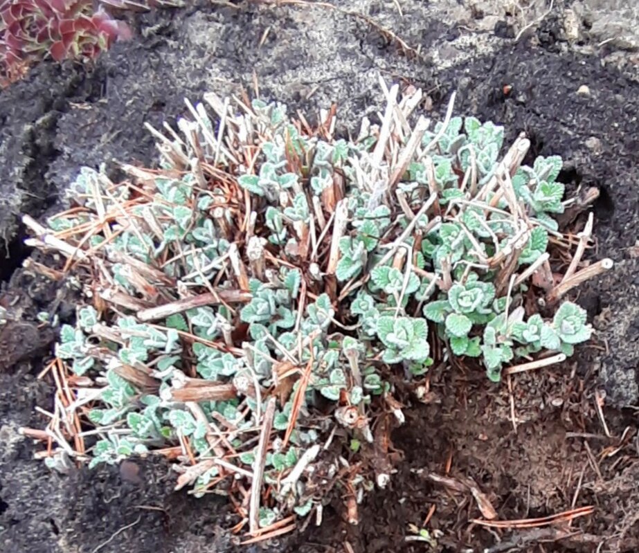 Когда стоит сажать цветы: советы для садоводов в феврале