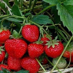 Эффективные секреты выращивания земляники: как новые технологии меняют подходы на даче