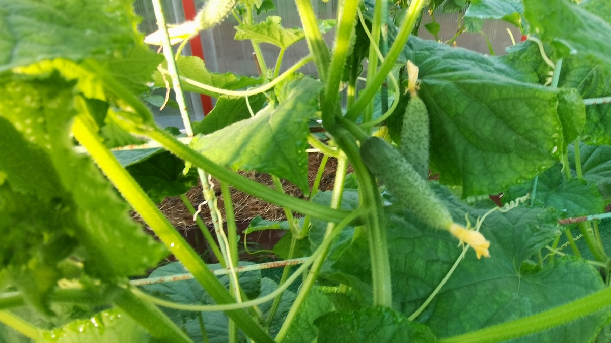 Как правильно подвязывать огурцы для щедрого урожая: секреты и методы