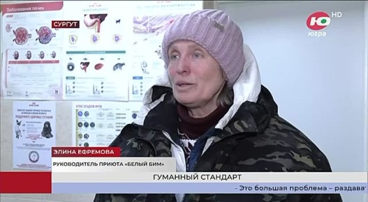 Пока вся Россия следила за судьбой Додобони из Челябинска, в Югре отмечают снижение количества безнадзорных животных