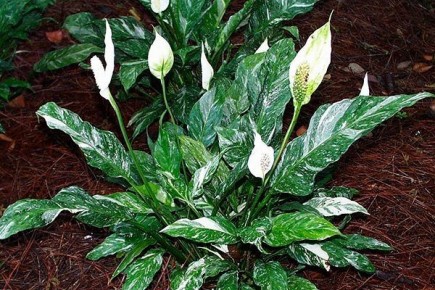 Узнайте секреты ухода за спатифиллумом домино