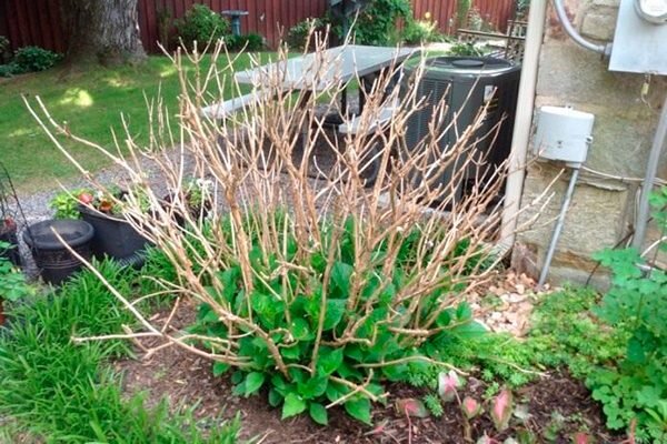 Как обрезать гортензии: советы для пышного цветения