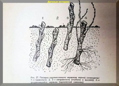 ����������� � ����� �� �������� ����������: ������ �� ����������� � �������� �������