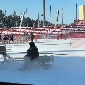 Гонки на оленьих упряжках в самом разгаре