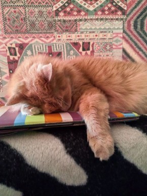 ��������� ���� ������� ���������� 1 �����