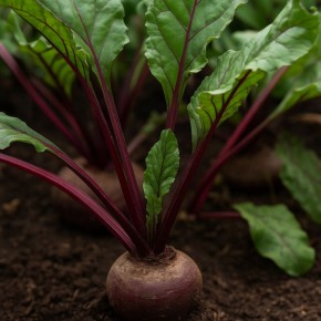 Жесткие листья свёклы: причины и последствия для корнеплода