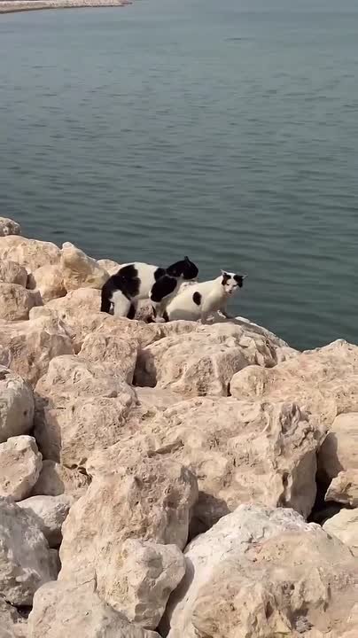 Интересные события, не вошедшие в основную ленту ирано-американского противостояния: