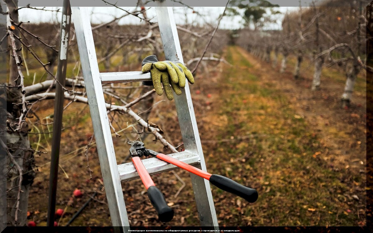 Как правильно обрезать плодовые деревья: советы по уходу за садом осенью