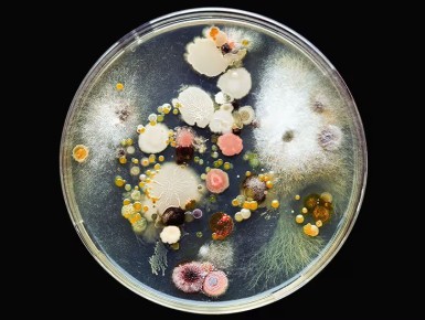 Почва как живой организм: как защитить себя от опасных инфекций